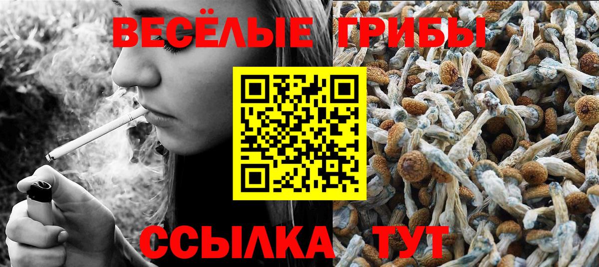 Псилоцибиновые грибы Psilocybe Гудермес